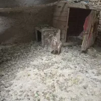 کبوترماده