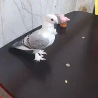 هفت رنگ و سرخ کرمونی