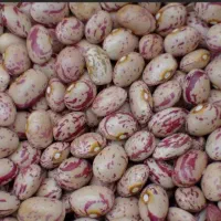 لوبیا چیتی|خوردنی و آشامیدنی|ابهر, |دیوار