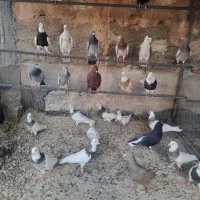 کبوتر