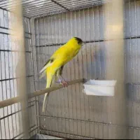قناری بلند بازاری و یسر با جوجه