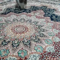 خرگوش نر فروشی|موش و خرگوش|لاهیجان, انقلاب|دیوار