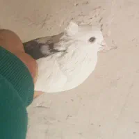 کفتر پرشی پشت دار سیاه ماده|پرنده|تهران, شهرک غزالی|دیوار