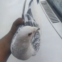 مینا شامی مگس تاختی|پرنده|زاهدان, |دیوار