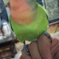 طوطی نر دستی 18 ماهه مهربون و باهوش