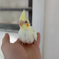 فروش عروس هلندی سرلاکی