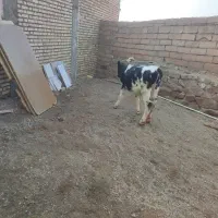 گوساله ماده|حیوانات مزرعه|سلماس, |دیوار