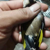 سهره نر دستی|پرنده|تبریز, |دیوار