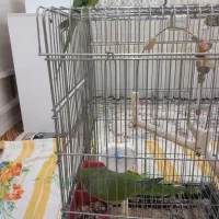 راهب و طوطی ملنگو...|پرنده|میبد, |دیوار