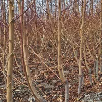 نهال گران نخرید از من تولید کننده بخرید|عمدهفروشی|شهرکرد, |دیوار