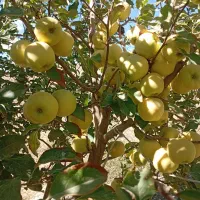 سیب پادرختی کیلویی۳۵تومن ۱تن موجود