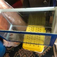 آکواریوم|ماهی|گرگان, |دیوار