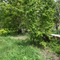 زمین کشاورزی با قابلیت ساخت در نایه