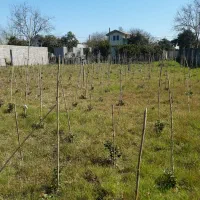 نیروی کار جهت پرورش گل و گیاهان فضای باز