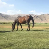 مادیون ترکی