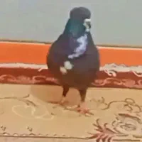 کبوتر|حیوانات مزرعه|راور, |دیوار