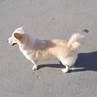 سگ پامر