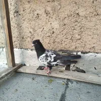 کبوتر دورنگ نر