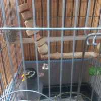 مینا و جوجه عروس هلندی