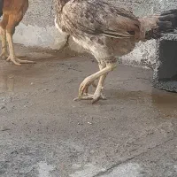 مرغ لاری