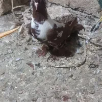 جوجه ککیلی ومادرش|پرنده|اردبیل, |دیوار