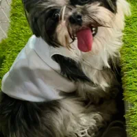 شیتزو عروسکی ماده|سگ|رشت, گلسار|دیوار