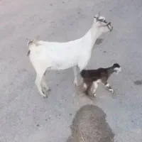 گوسفند بز زنده همراه بره