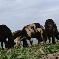 قوچ پلنگی حرفه ای