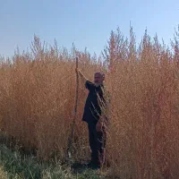 جارو کشاورزی عمده|عمده‌فروشی|نهاوند, |دیوار