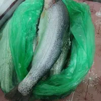 ماهی قزل الا