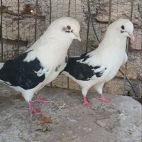 کفتر،کبوترپرشی
