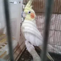 عروس هلندی مولد|پرنده|وحیدیه, |دیوار