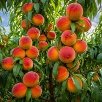 خرید نهال توت موزی با تضمین اصالت|خدمات باغبانی و درختکاری|سقز, |دیوار