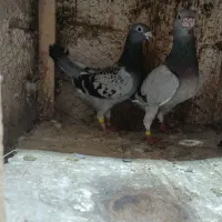 کفتر پلاکی مسافتی|پرنده|مشهد, پنجتن|دیوار