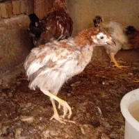 نیمچه. عربی|حیوانات مزرعه|اهواز, علی آباد|دیوار