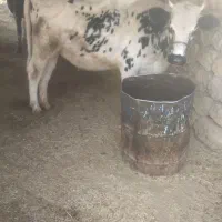 گاو ابستن|حیوانات مزرعه|ایذه, |دیوار