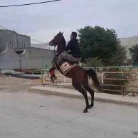 شیرزاد نریون عرب|اسب و تجهیزات اسب‌سواری|ارد, |دیوار