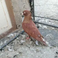 کبوتر|پرنده|بم, |دیوار