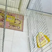 پارک حیوانات سگ خرگوش گربه