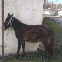 قاطر|حیوانات مزرعه|تالش, هشتپر|دیوار