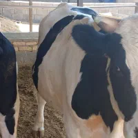 گوساله و گاو نر