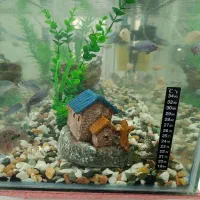 آکواریوم با  لوازم وماهی گوشت خوار