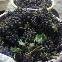 انگور شانی