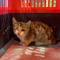 واگذاری بچه گربه ماده