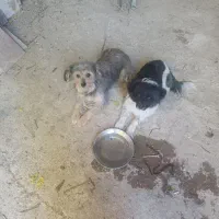 یک جفت سگ پا کوتاه قیمت توافقی|سگ|فارسان, |دیوار