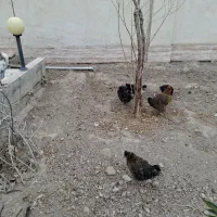 مرغ و خروس رسمی|حیوانات مزرعه|پاکدشت, پاکدشت (مامازند)|دیوار