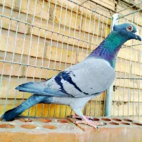 کفتر و رینگ