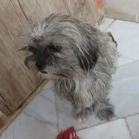 سگ پاکوتاه|سگ|مشهد, تبادکان|دیوار