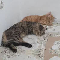 پانسیون خانگی فقط گربه|خدمات پیشه و مهارت|چهارباغ, |دیوار