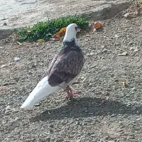 کفتر|پرنده|خنجین, |دیوار